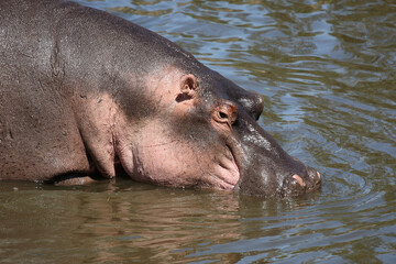 Fototapeta premium Flußpferd / Hippopotamus / Hippopotamus amphibius