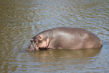Fototapeta premium Flußpferd / Hippopotamus / Hippopotamus amphibius