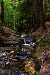 Serene stream flowing through a lush forest, flanked by rocky terrain and towering trees