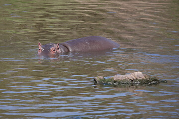 Fototapeta premium Flußpferd / Hippopotamus / Hippopotamus amphibius