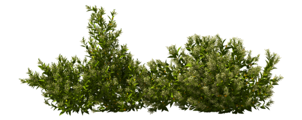 night jasmine shrub blooming bush plants hq arch viz cutout