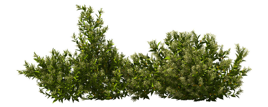 night jasmine shrub blooming bush plants hq arch viz cutout