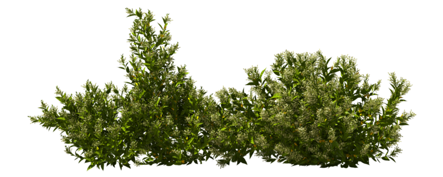 night jasmine shrub blooming bush plants hq arch viz cutout