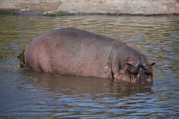 Fototapeta premium Flußpferd / Hippopotamus / Hippopotamus amphibius