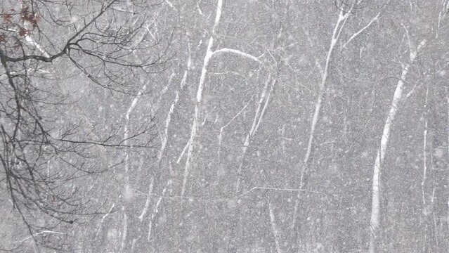 Snowstorm with trees and woods in the background in Missouri.