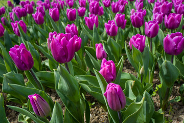 a field full of purple tulips with some green leaves