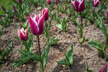many tulips stand out from the field in a garden