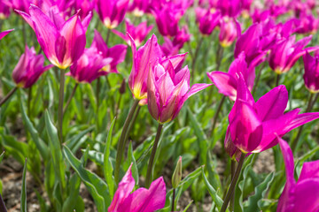 a field of purple tulips blooming in the sun
