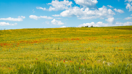 Fototapeta premium Champ de blé et de fleurs sauvages au printemps