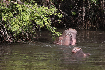 Fototapeta premium Flußpferd / Hippopotamus / Hippopotamus amphibius..