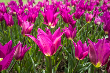 closeup of red tulips blooming in the sunlight