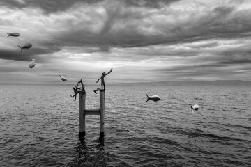 several birds flying around the pier to catch fish in the water