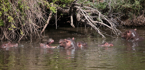 Flußpferd / Hippopotamus / Hippopotamus amphibius..