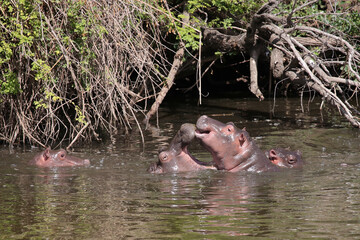 Fototapeta premium Flußpferd / Hippopotamus / Hippopotamus amphibius..