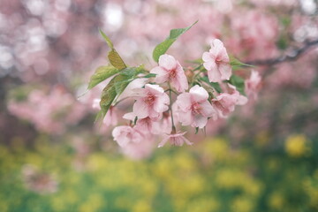 First cherry blossoms in March 2024 in Japan.