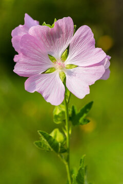 Flowering medicinal, honey-bearing and ornamental plant lavatera Thuringian with pink petals