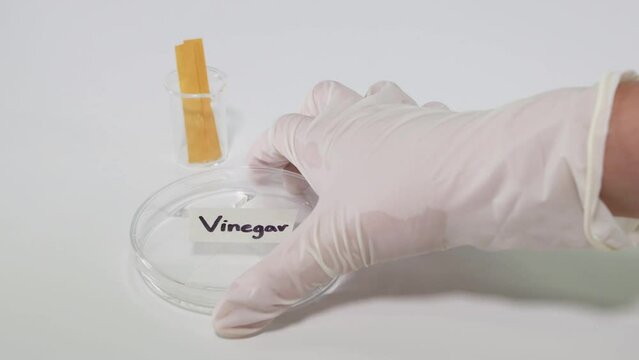 Testing Vinegar with Litmus Paper