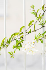 white fence with green vine and flowers