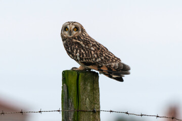 Hibou des marais, Hibou brachyote, Asio flammeus, Short eared Owl, region Pays de Loire; marais Breton; 85, Vendée, Loire Atlantique, France