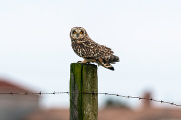 Hibou des marais, Hibou brachyote, Asio flammeus, Short eared Owl, region Pays de Loire; marais Breton; 85, Vendée, Loire Atlantique, France