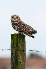 Hibou des marais, Hibou brachyote, Asio flammeus, Short eared Owl, region Pays de Loire; marais Breton; 85, Vendée, Loire Atlantique, France