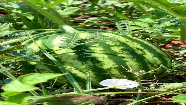 Closeup footage of a watermelon growing in the field surrounded by green plants on a sunny day