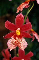 Buerragera 'Nelly Isler' , Orchidée