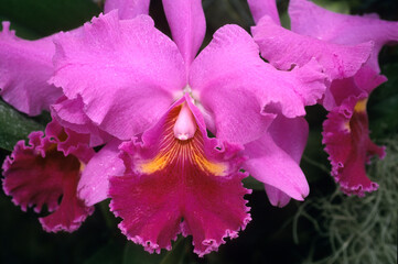 Paphiopedilium hybride , Orchidée
