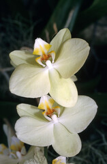 Phalaenopsis hybride 'Yellow Bird' , Orchidée hybride