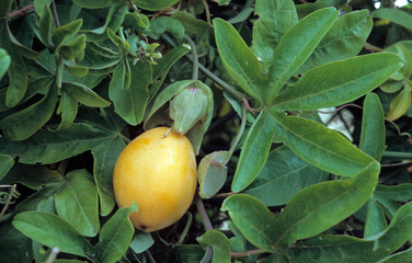 Passiflora edulis, Passiflore