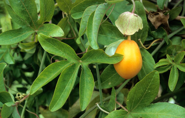 Passiflora edulis, Passiflore