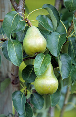 Pyrus communis 'Doyenne du comice', Poirier, Poire