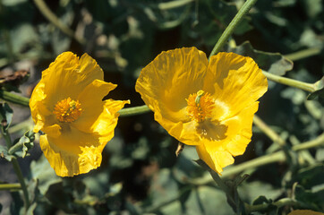 Fototapeta premium Pavot cornu, Glaucium flavum