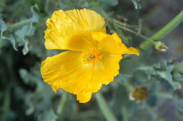 Pavot cornu, Glaucium flavum