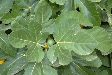 Ficus carica, Figuier