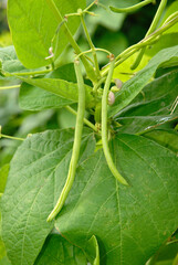 Phaseolus vulgaris 'Emérite' , Haricot mangetout grimpant