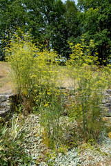 fenouil sauvage, Foeniculum vulgare
