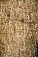 Orme champêtre, Ulmus campestris, ecorce