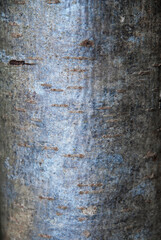 Sorbier des oiseaux, Sorbus aucuparia, ecorce