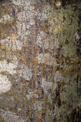 Tilleul, Tilia cordata, ecorce