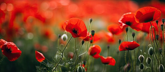 Obraz premium A close up shot showcasing copy space amidst a vibrant field of red poppy flowers