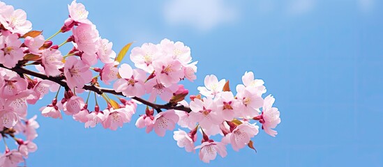 In the clear blue sky vibrant cherry blossoms added beauty creating a captivating copy space image