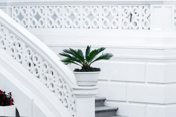 white staircase with potted palm plant