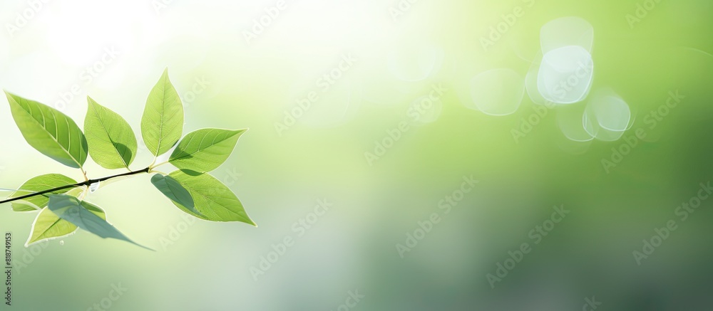 Aufkleber copy space image of a blurred nature background with a prominent green leaf in the foreground