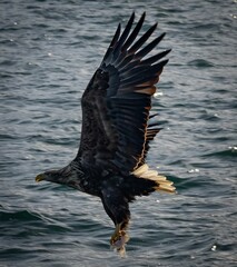 White-tailed sea eagle with a fresh catch
in majestic flight on a sunny day