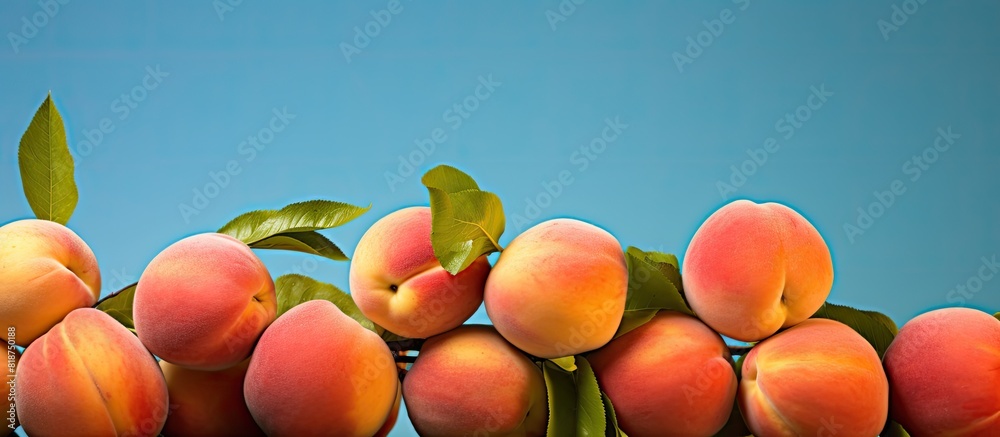 Poster Color background displaying several ripe peaches copy space image