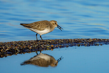 Dunlin bird (Calidris alpina) perched by the shoreline