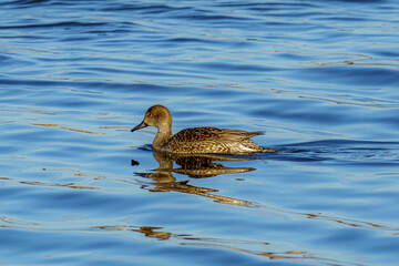 Fototapeta premium Pintail (Anas acuta) swimming together in a serene lake near the shore