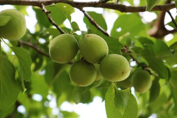 新緑の頃　梅の実