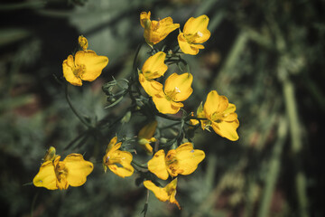 Naklejka premium Delicate Yellow Flowers Close-up of Hypecoum Procumbens